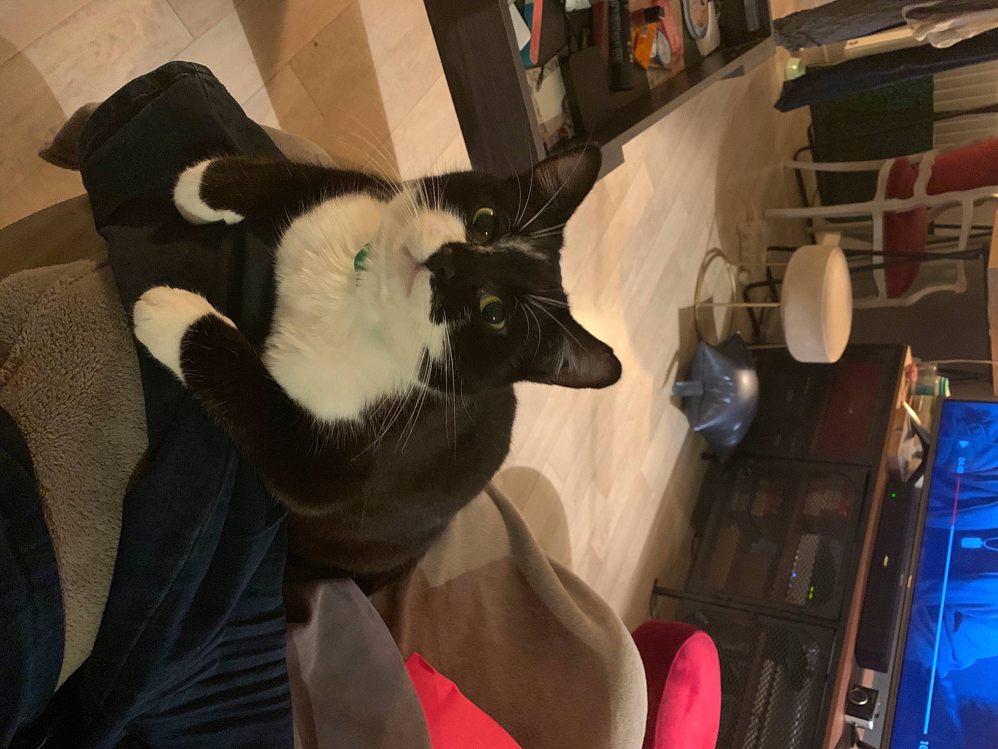 Albus participe au concours pour gagner de l'argent avec cette photo : brassiere, carnivore, cat, felidae, fur, picture_frame, small_to_medium_sized_cats, snout, terrestrial_animal, tongue, undergarment, whiskers