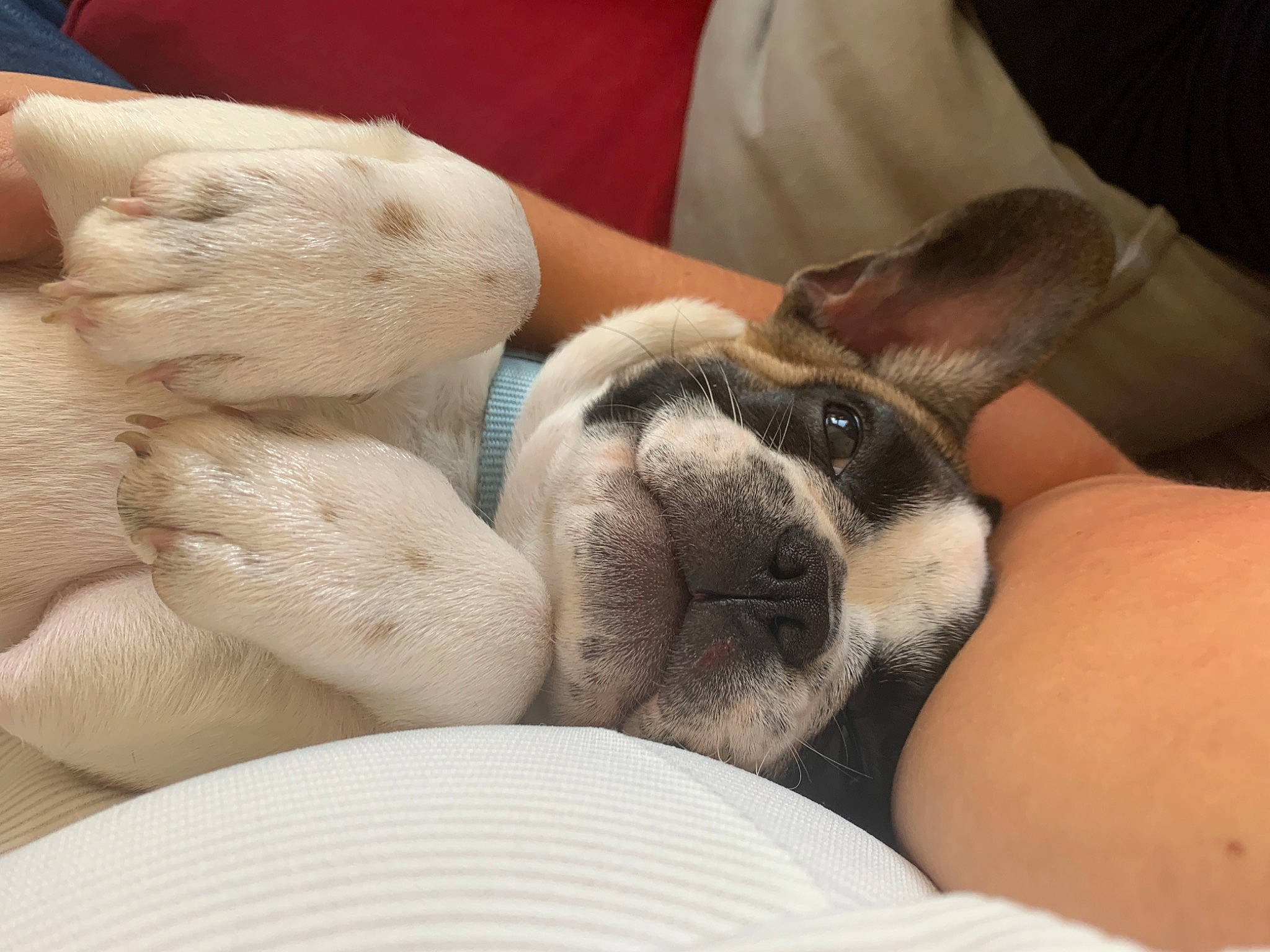 Paupiette participe au concours pour gagner de l'argent avec cette photo : canidae, carnivore, comfort, companion_dog, dog, dog_breed, fawn, human, nail, nap, puppy, puppy_love, skin, snout, sporting_group, toy_dog, vertebrate, whiskers, working_animal, wrinkle