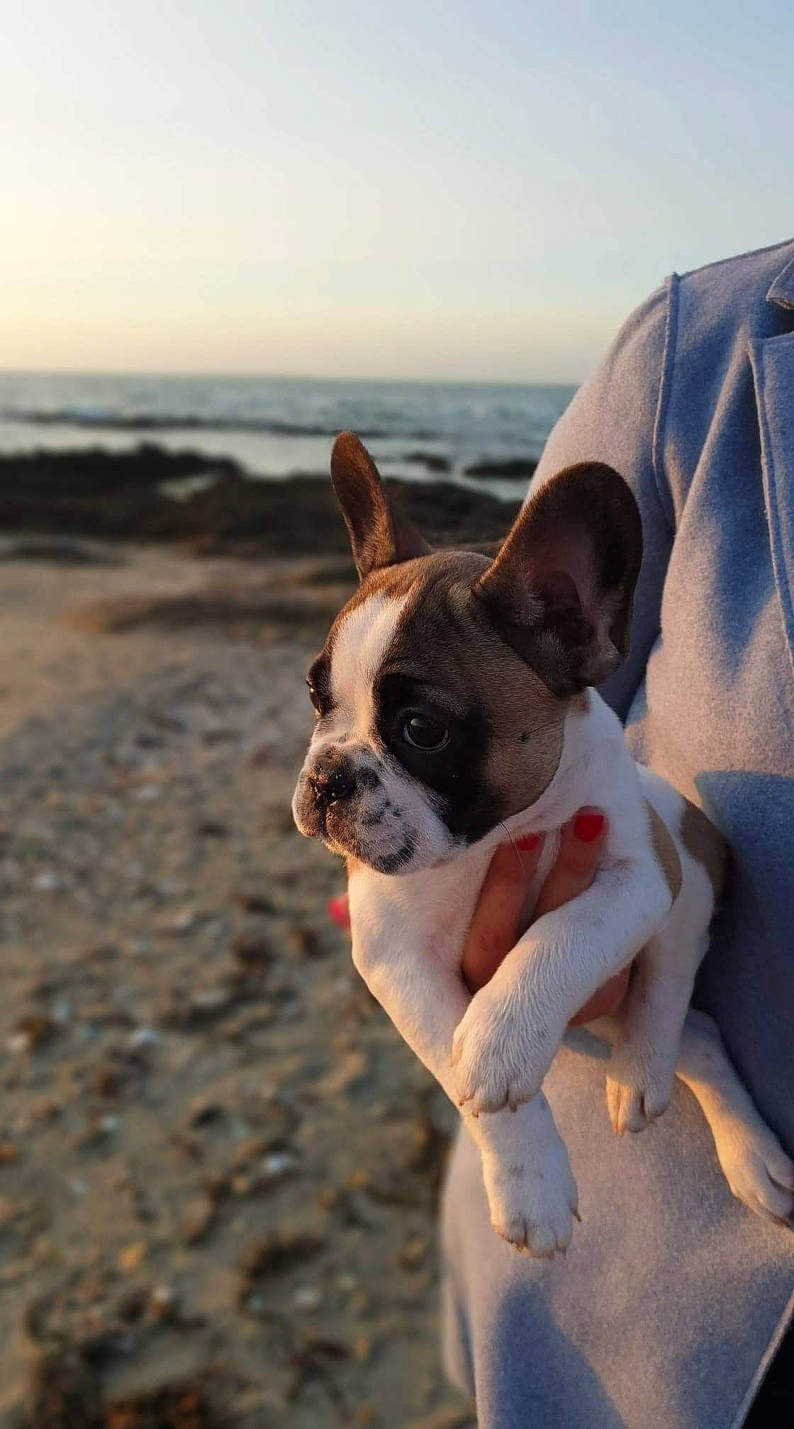 Paupiette participe au concours pour gagner de l'argent avec cette photo : boston_terrier, canidae, carmine, carnivore, companion_dog, dog, dog_breed, fawn, french_bulldog, non_sporting_group, ocean, paw, puppy, snout, sporting_group, sweater, toy_dog, working_animal