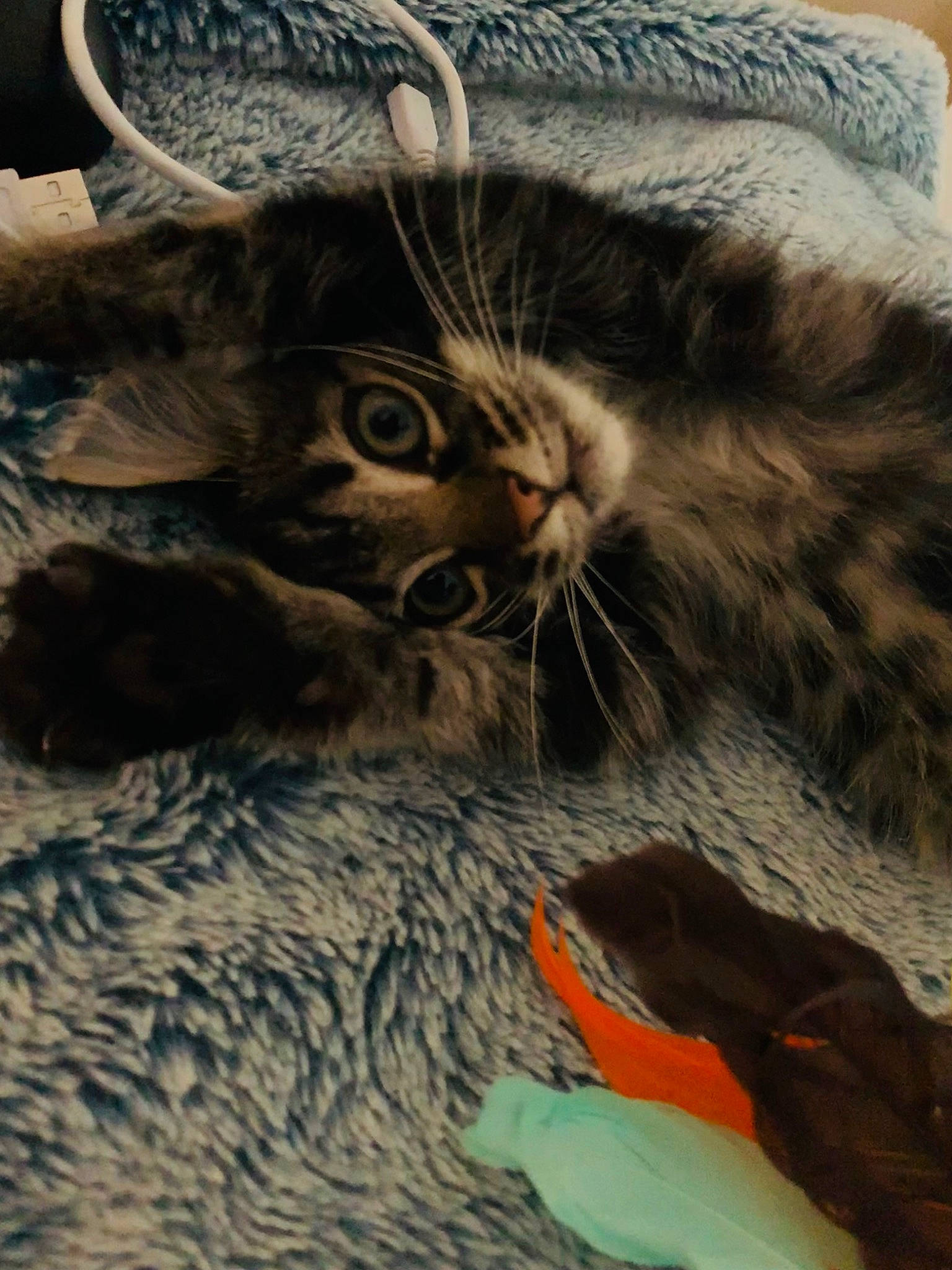 Salem participe au concours pour gagner de l'argent avec cette photo : black_cat, carnivore, cat, claw, cloud, comfort, domestic_short_haired_cat, felidae, fur, grass, nap, paw, sitting, small_to_medium_sized_cats, snout, tail, terrestrial_animal, whiskers, wildlife, wood