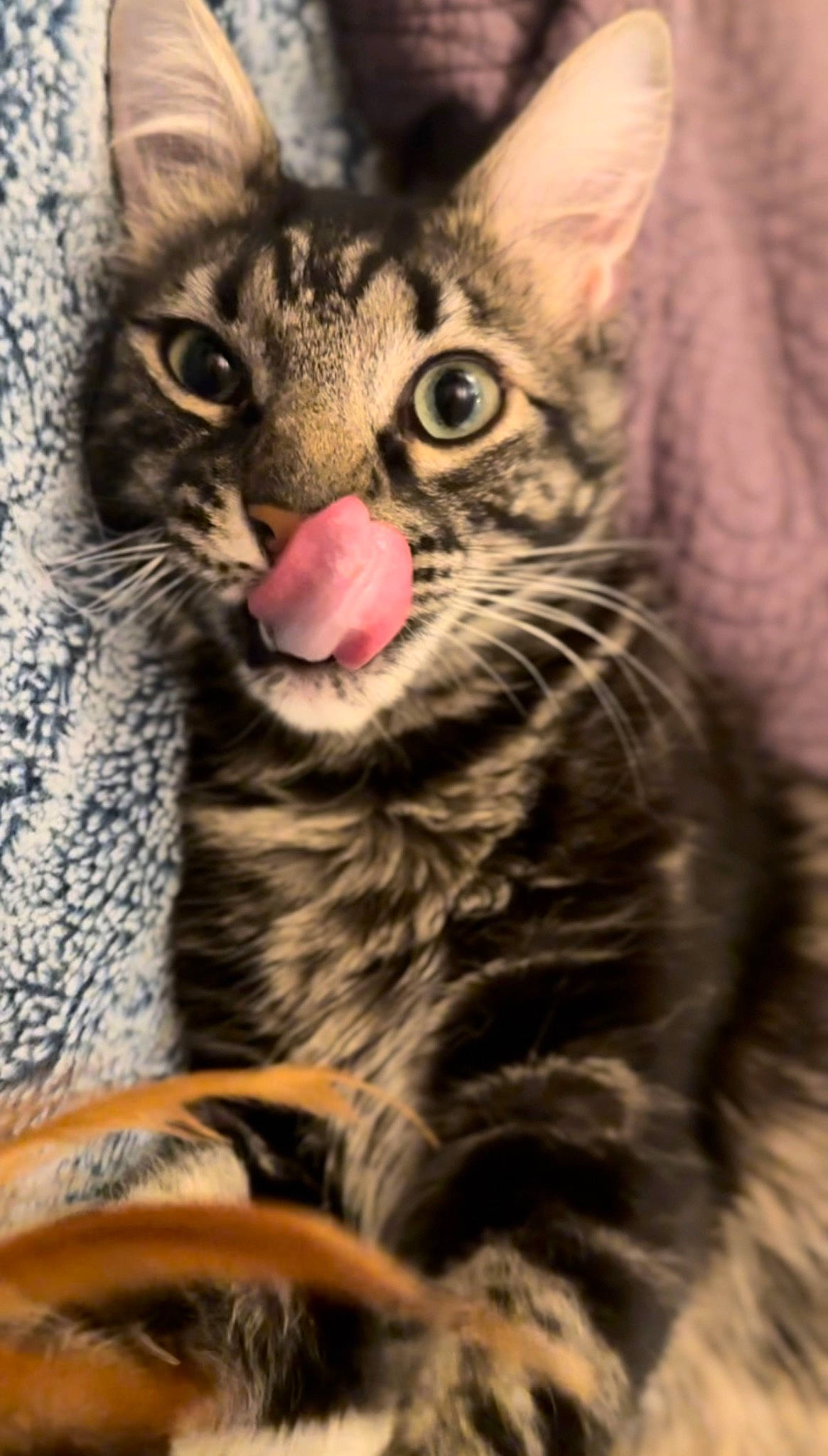 Salem a rejoint le concours — aidez-le/la à gagner de superbes lots ! carnivore, cat, claw, close_up, domestic_short_haired_cat, felidae, fur, paw, small_to_medium_sized_cats, snout, terrestrial_animal, whiskers, wildlife