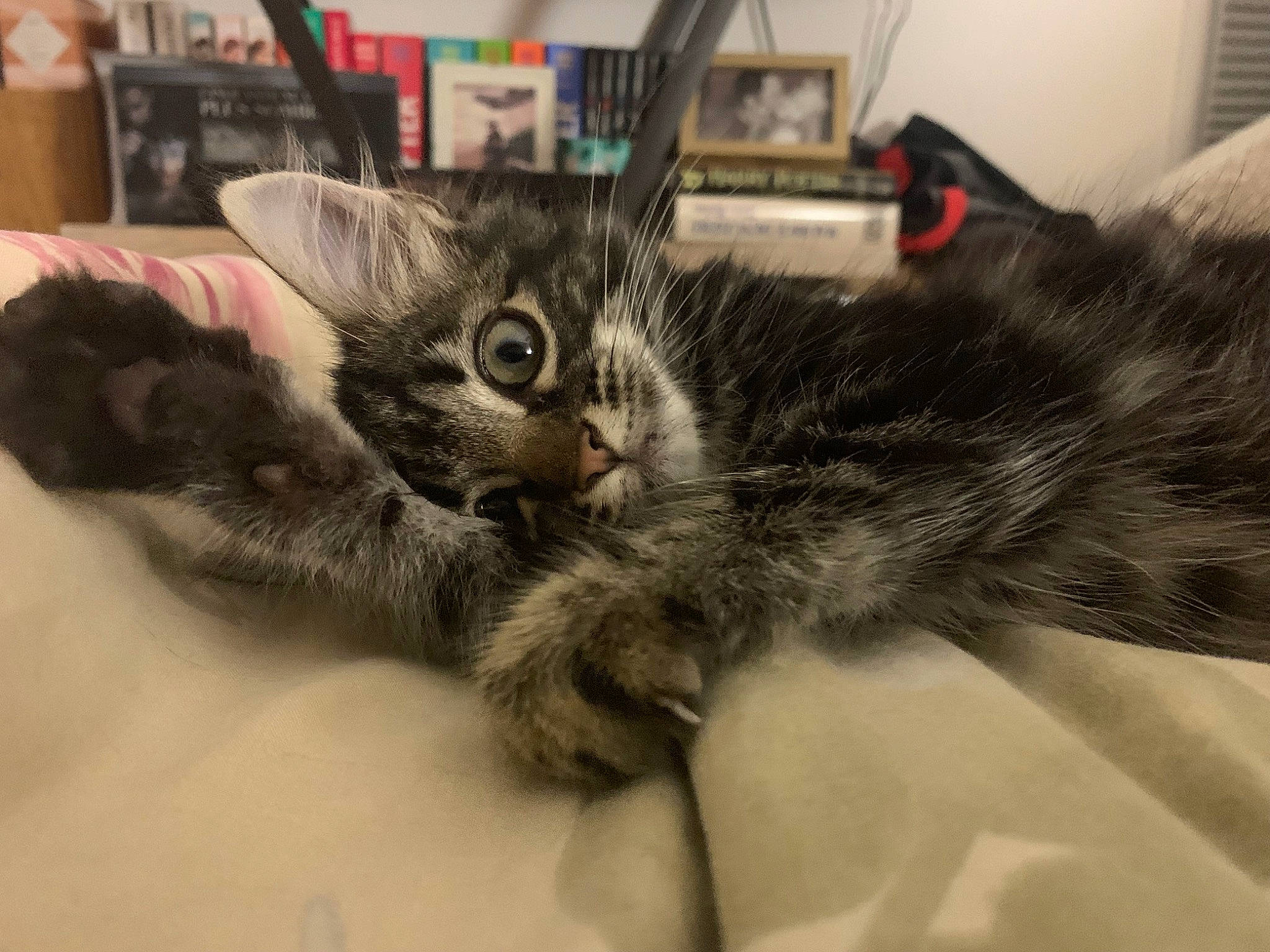 Salem a rejoint le concours — aidez-le/la à gagner de superbes lots ! carnivore, cat, claw, comfort, domestic_short_haired_cat, ear, felidae, fur, paw, small_to_medium_sized_cats, snout, tail, whiskers