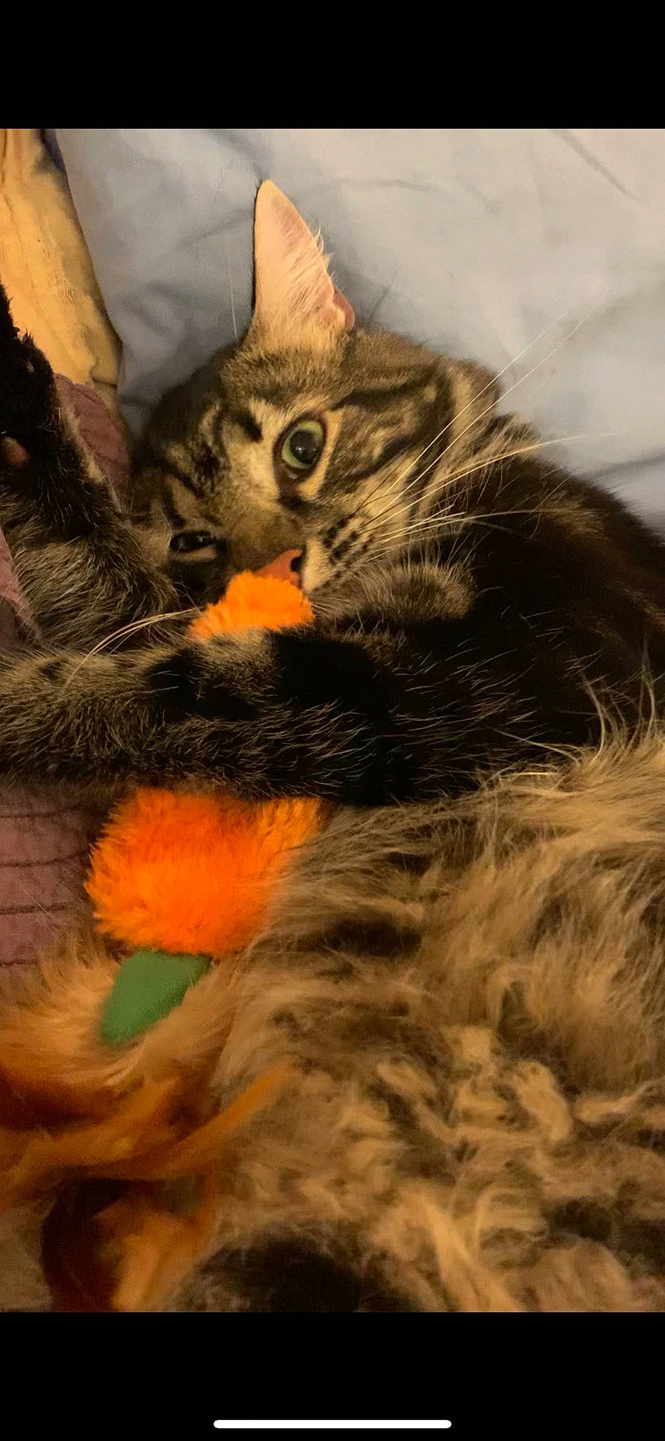 Salem a rejoint le concours — aidez-le/la à gagner de superbes lots ! carnivore, cat, claw, domestic_short_haired_cat, eye, fawn, felidae, fur, iris, paw, small_to_medium_sized_cats, snout, tail, terrestrial_animal, tree, whiskers, wildlife