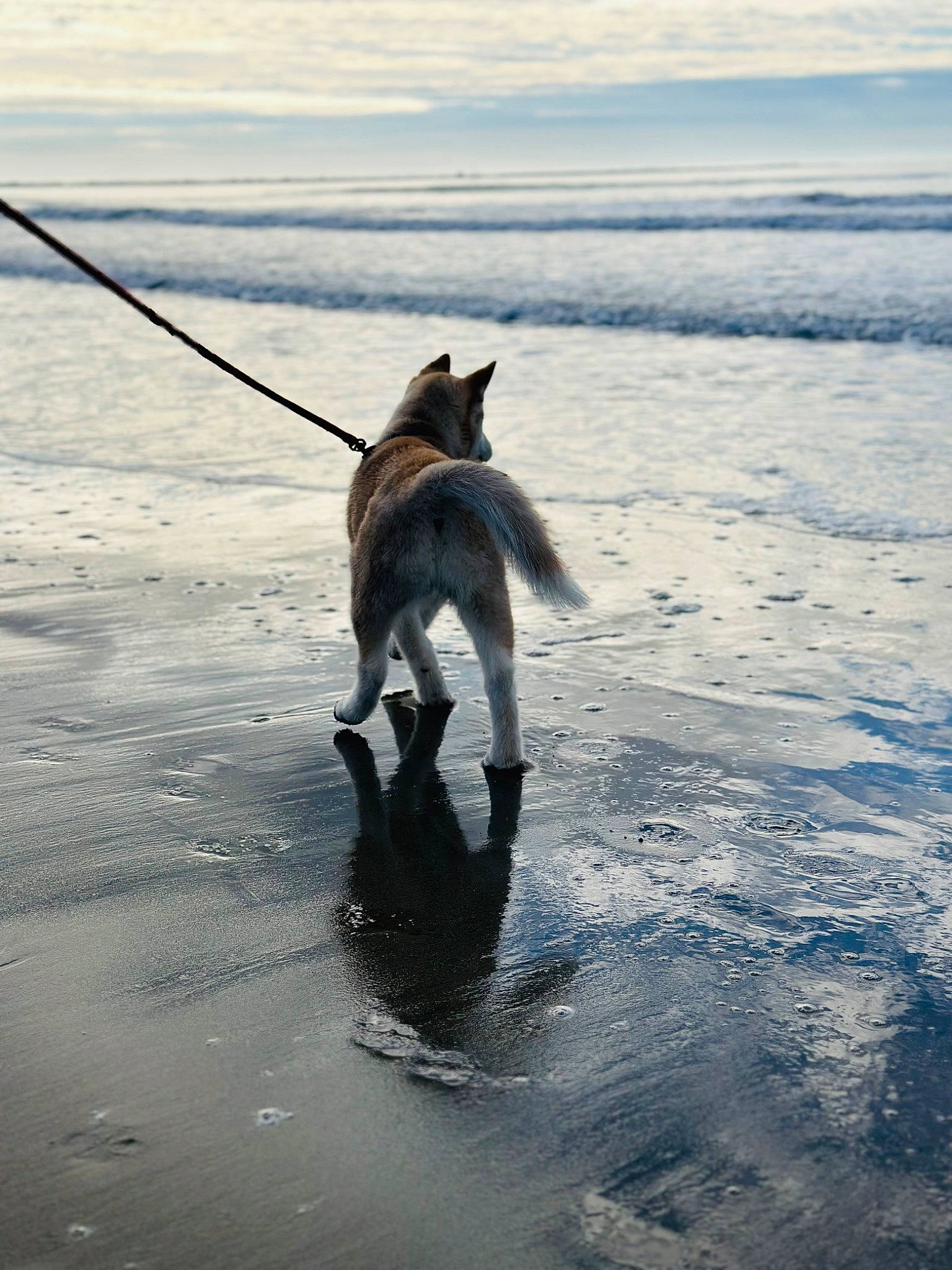 Tempest a rejoint le concours — aidez-le/la à gagner de superbes lots ! beach, carnivore, collar, dog, dog_breed, fawn, horizon, lake, leash, liquid, ocean, pet_supply, recreation, sand, shore, sky, sporting_group, tail, water, wind_wave