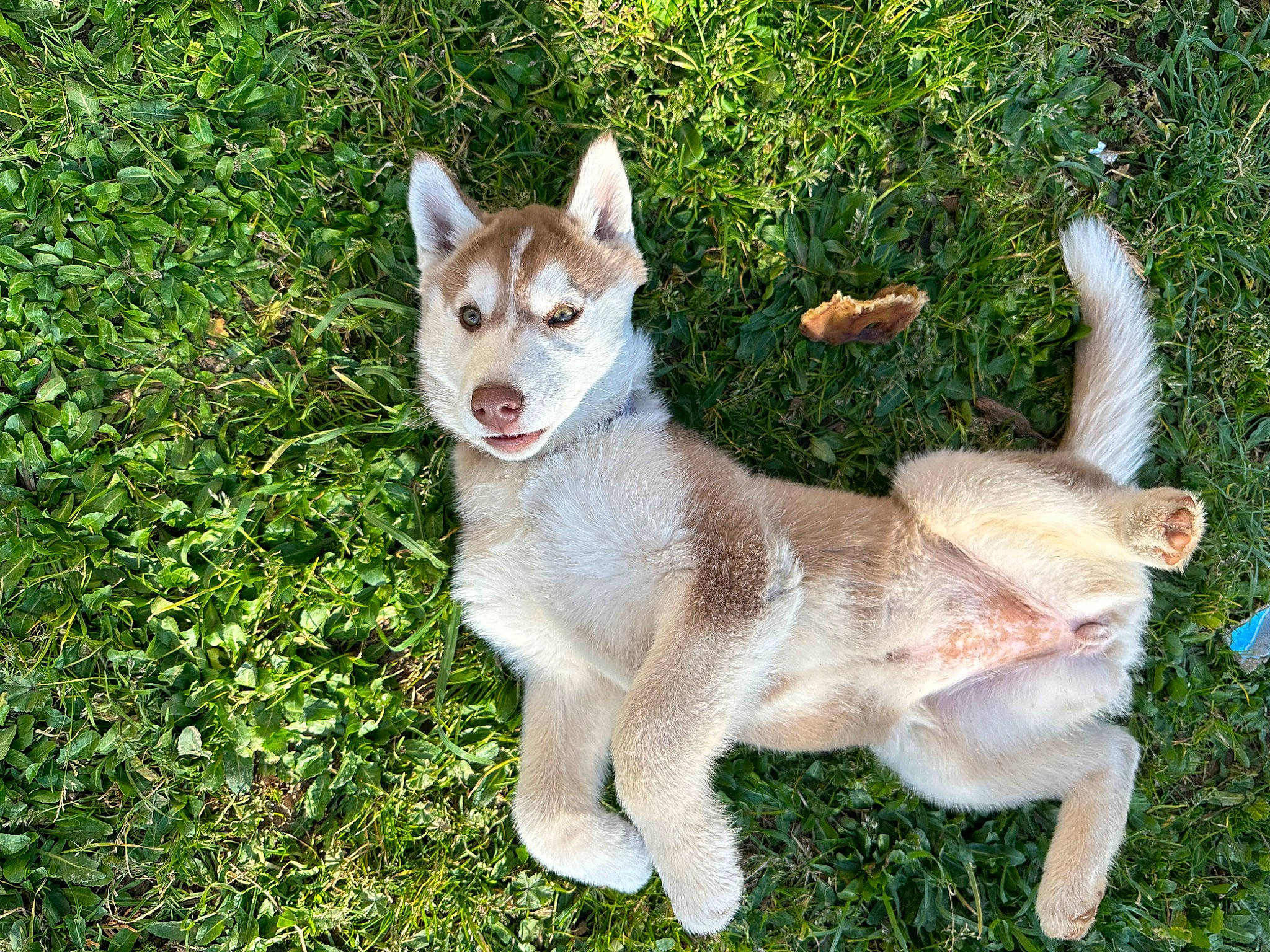 Tempest a rejoint le concours — aidez-le/la à gagner de superbes lots ! ancient_dog_breeds, canis, carnivore, collar, companion_dog, dingo, dog, dog_breed, fawn, grass, non_sporting_group, plant, siberian_husky, sled_dog, tail, terrestrial_animal, wolf, working_animal, working_dog