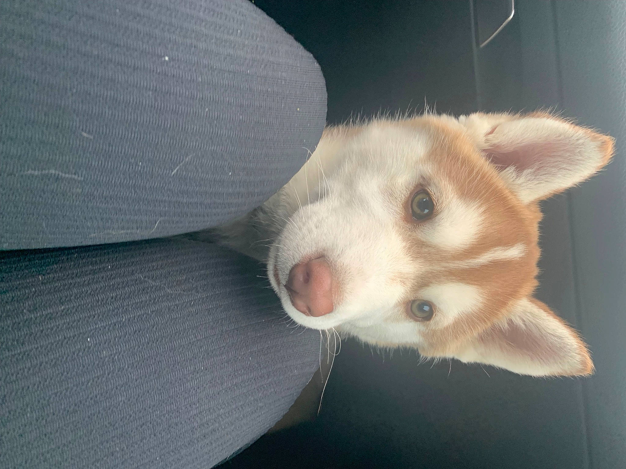 Tempest participe au concours pour gagner de l'argent avec cette photo : canidae, carnivore, claw, comfort, companion_dog, dog_breed, domestic_short_haired_cat, ear, fawn, felidae, fur, non_sporting_group, paw, small_to_medium_sized_cats, sporting_group, tail, terrestrial_animal, whiskers