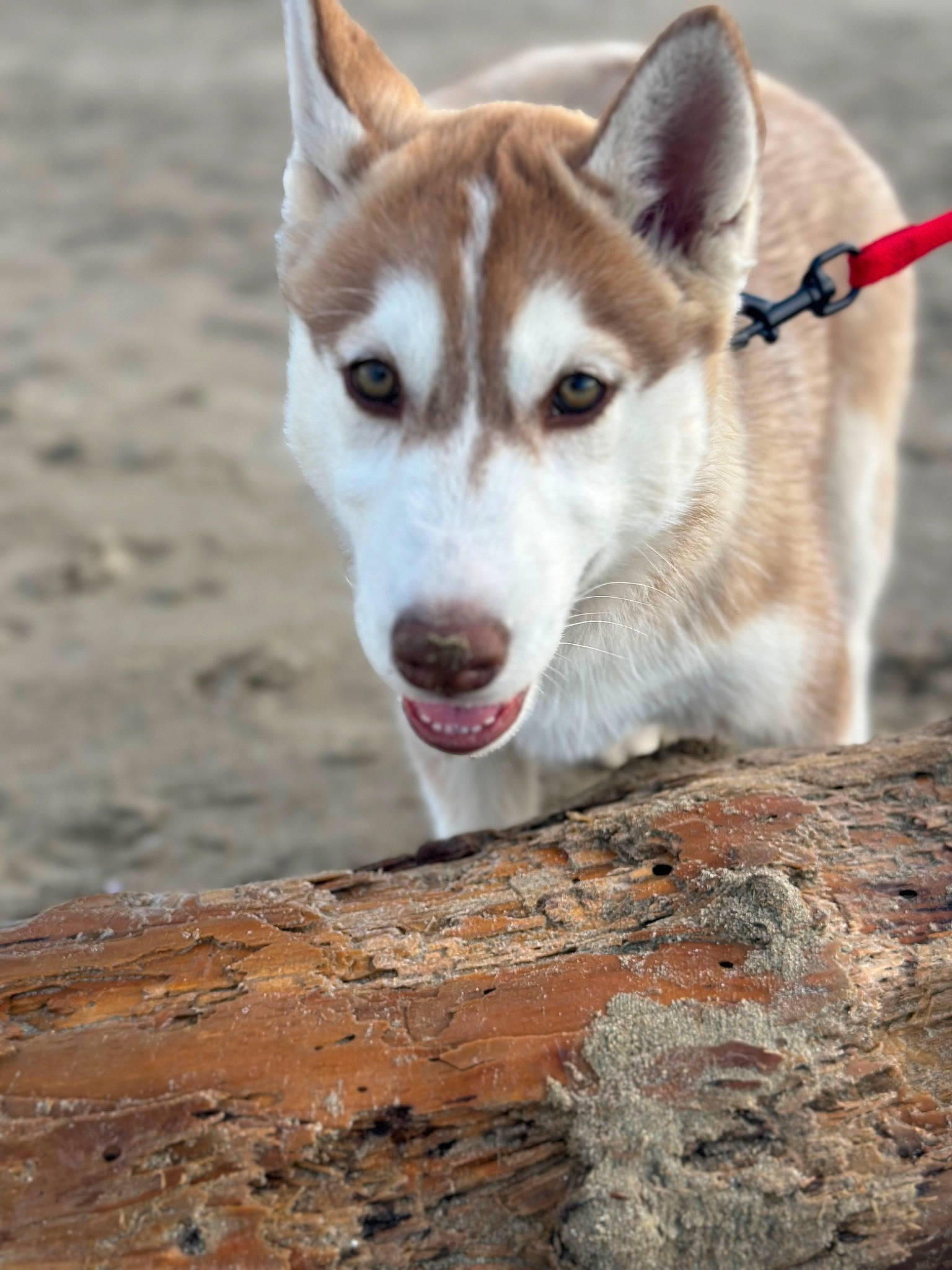 Tempest a rejoint le concours — aidez-le/la à gagner de superbes lots ! balance, canidae, carnivore, companion_dog, dog, dog_breed, fawn, fur, non_sporting_group, siberian_husky, sporting_group, terrestrial_animal, whiskers, wood, working_animal, working_dog