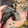 kitten, tabby, cat, animal, pet, furry, cute, small, blue_eyes, hand, tattoo, paw, feline, snug, sleepy, domestic_cat, close_up, young, mammal, indoor