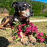 dog, flowers, outdoor, nature, greenery, sunlight, grass, paws, pink_flowers, relaxing, canine, animal, summer, blue_sky, serene, closeup, portrait, pet, garden, sunny