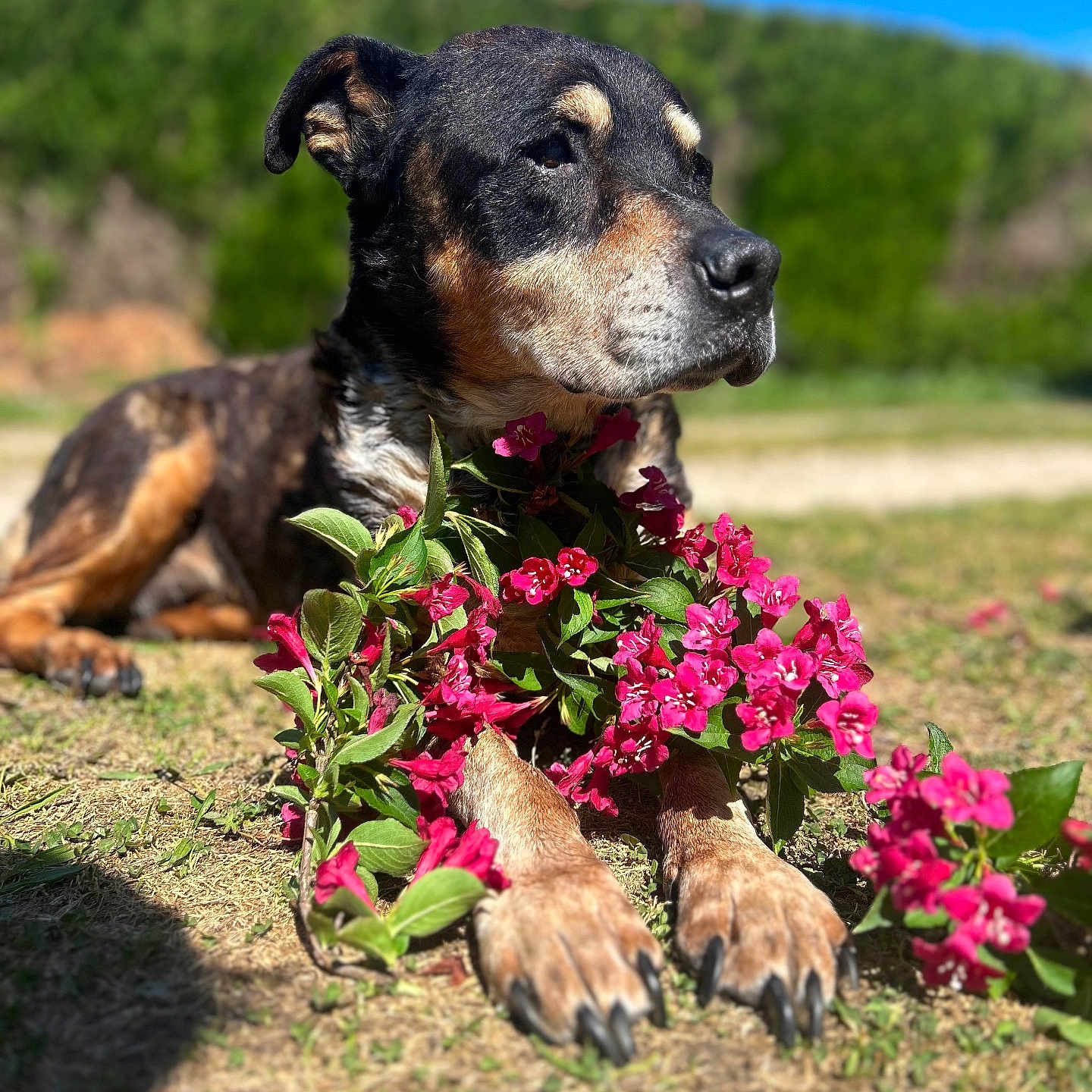 Djeff a rejoint le concours — aidez-le/la à gagner de superbes lots ! dog, flowers, outdoor, nature, greenery, sunlight, grass, paws, pink_flowers, relaxing, canine, animal, summer, blue_sky, serene, closeup, portrait, pet, garden, sunny