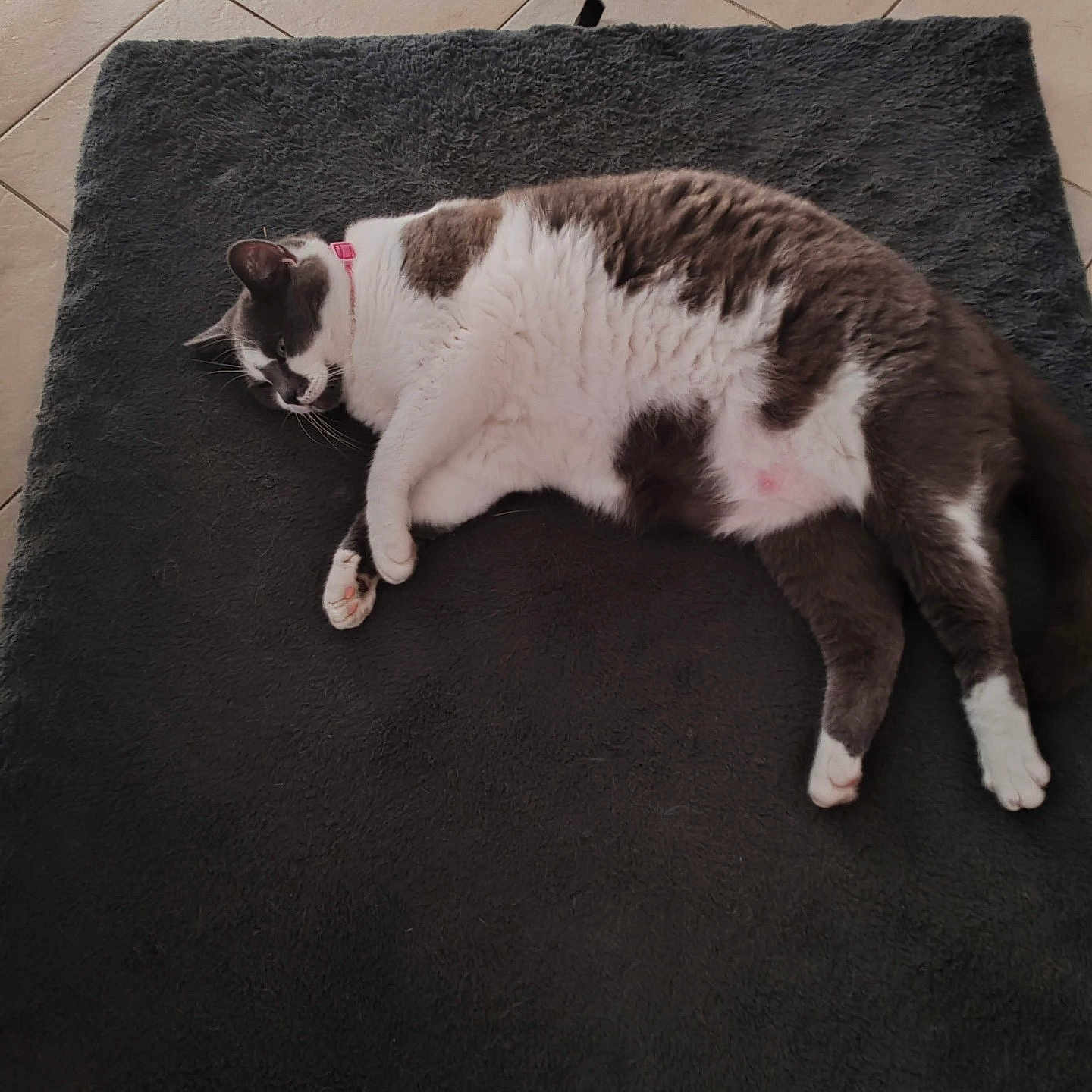 Plume a rejoint le concours — aidez-le/la à gagner de superbes lots ! abyssinian, animal, blanket, cat, coffeetable, cushion, furniture, hardwood, homedecor, indoors, interiordesign, kitten, manx, mat, person, pet, quilt, rug, sleeping, table