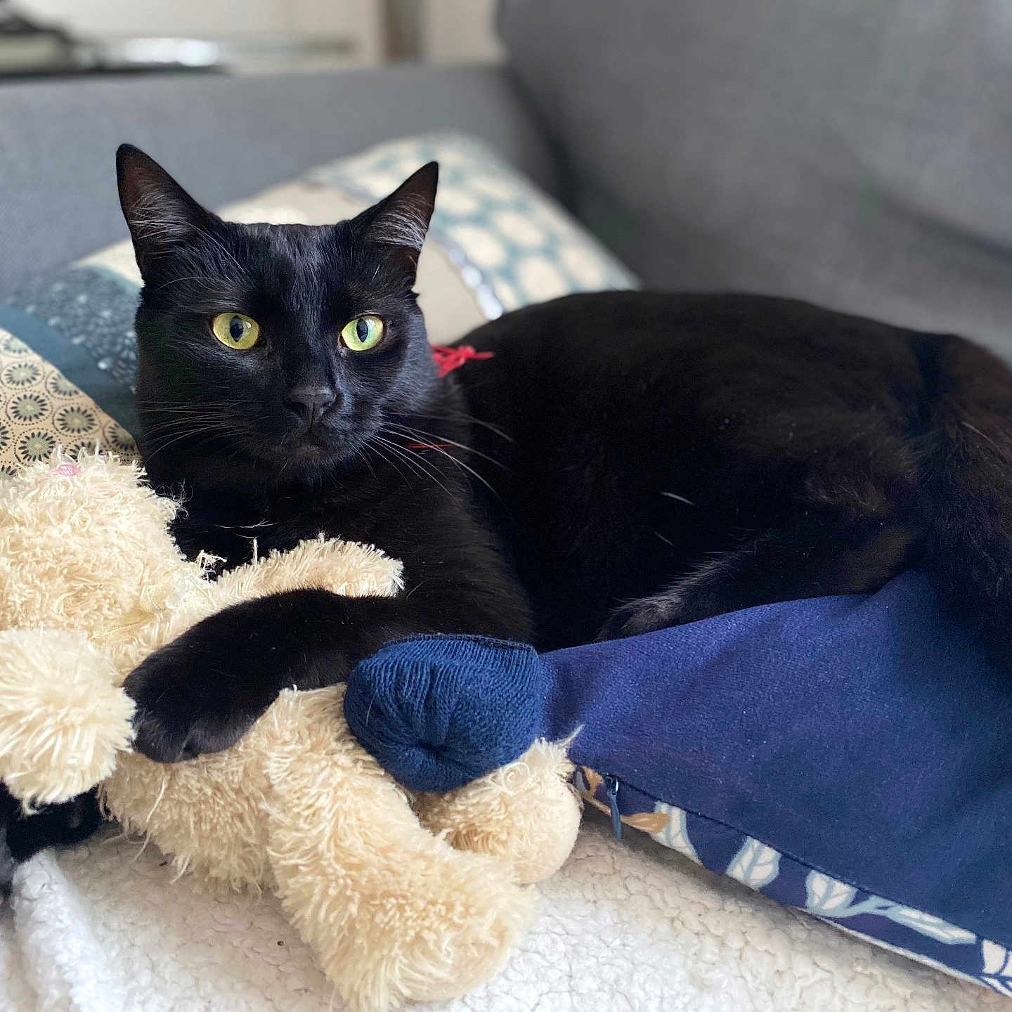Spicy a rejoint le concours — aidez-le/la à gagner de superbes lots ! abyssinian, animal, blackcat, blanket, canine, cat, couch, cushion, dog, egyptiancat, furniture, homedecor, kitten, manx, pet, plush, quilt, toy