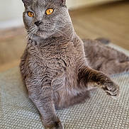 Olympe participe au concours pour gagner de l'argent avec cette photo : cat, gray_cat, amber_eyes, pet, feline, indoor, lounging, fur, whiskers, paw, close_up, animal, cute, domestic_cat, portrait, relaxed, home, carpet, mammal, furry