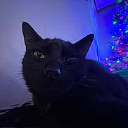 Salem joined the competition — help win amazing prizes! black_cat, cat, pet, indoor, christmas_tree, holiday_lights, festive, night, cozy, animal, feline, close_up, whiskers, ears, relaxed, domestic_cat, home, soft_lighting, shadow, background