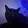 black_cat, cat, pet, indoor, christmas_tree, holiday_lights, festive, night, cozy, animal, feline, close_up, whiskers, ears, relaxed, domestic_cat, home, soft_lighting, shadow, background