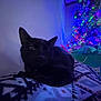 black_cat, cat, animal, pet, blanket, patterned_blanket, indoor, christmas_tree, holiday_lights, colorful_lights, festive, gift_bag, decorations, night, soft_lighting, relaxing, cozy, feline, holiday, home