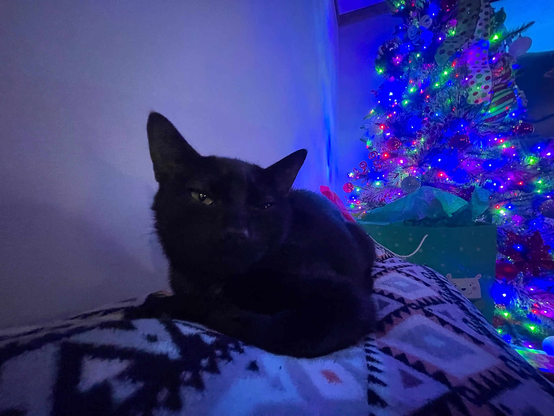 Salem is registered to the contest to win money with this photo: black_cat, cat, animal, pet, blanket, patterned_blanket, indoor, christmas_tree, holiday_lights, colorful_lights, festive, gift_bag, decorations, night, soft_lighting, relaxing, cozy, feline, holiday, home