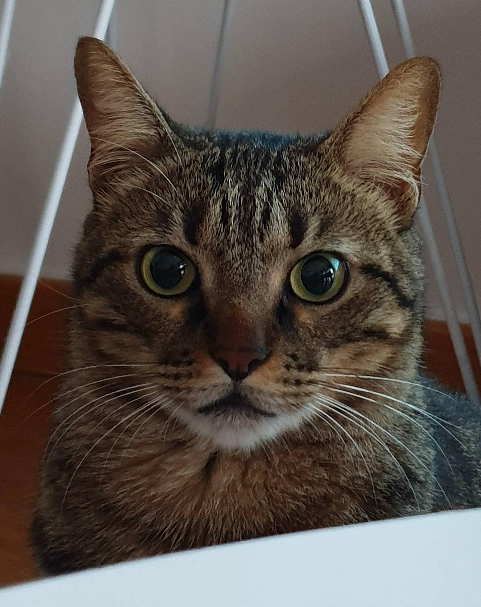 Geronimo a rejoint le concours — aidez-le/la à gagner de superbes lots ! american_shorthair, american_wirehair, asian, australian_mist, bengal, california_spangled, carnivore, cat, domestic_short_haired_cat, dragon_li, egyptian_mau, european_shorthair, felidae, mammal, ocicat, small_to_medium_sized_cats, snout, tabby_cat, vertebrate, whiskers