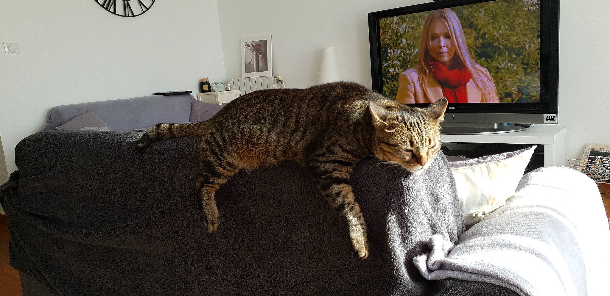 Geronimo a rejoint le concours — aidez-le/la à gagner de superbes lots ! asian, bengal, california_spangled, carnivore, cat, domestic_short_haired_cat, dragon_li, european_shorthair, felidae, fur, furniture, mammal, ocicat, pixie_bob, room, small_to_medium_sized_cats, tabby_cat, toyger, vertebrate, whiskers