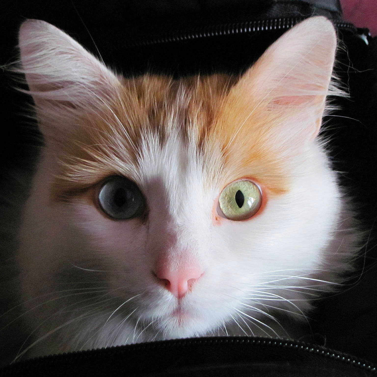 Jasper is registered to the contest to win money with this photo: