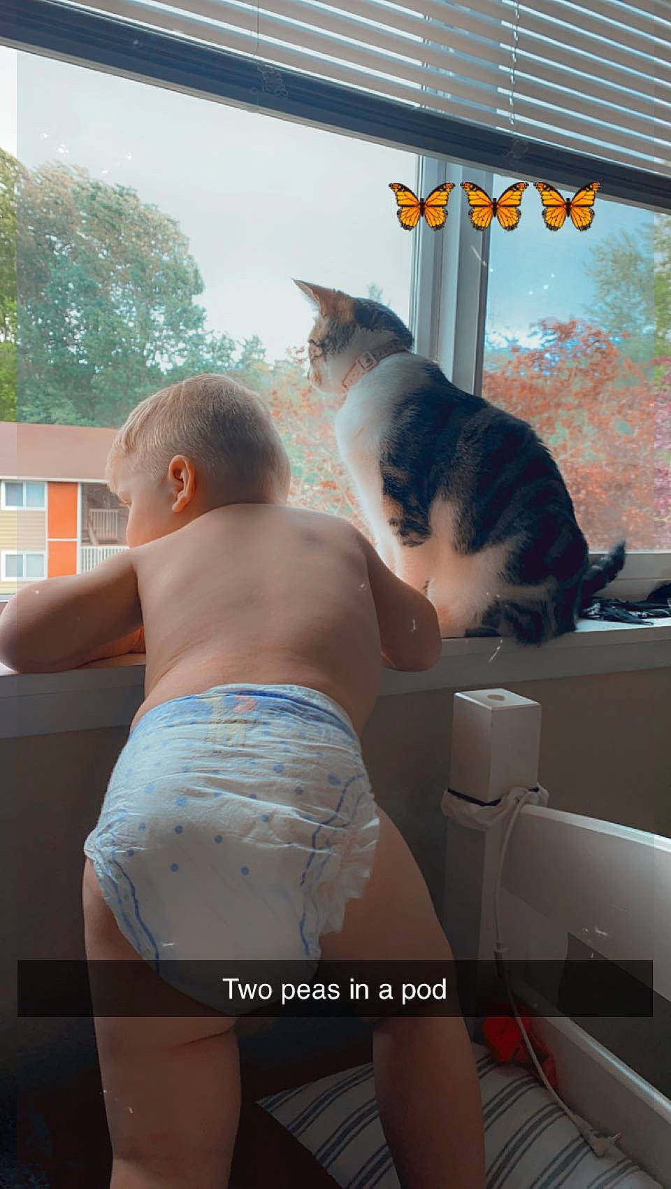 Greysen joined the competition — help win amazing prizes! abdomen, carnivore, cat, chest, elbow, felidae, mammal, person, sky, small_to_medium_sized_cats, swimwear, textile, thigh, tree, trunk, trunks, undergarment, underpants, waist, window