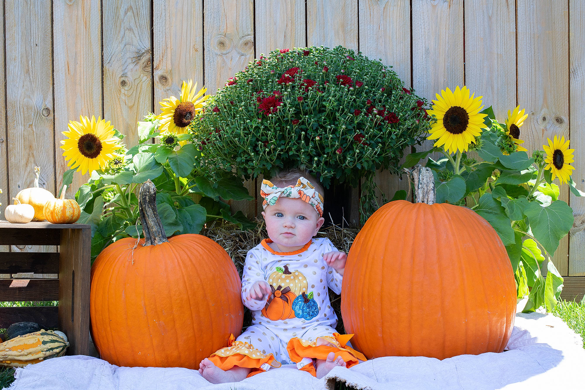 Milena joined the competition — help win amazing prizes! botany, calabaza, cucurbita, door, flower, flowerpot, fruit, gourd, grass, headwear, houseplant, leaf, natural_foods, orange, person, plant, pumpkin, scarecrow, squash, whole_food