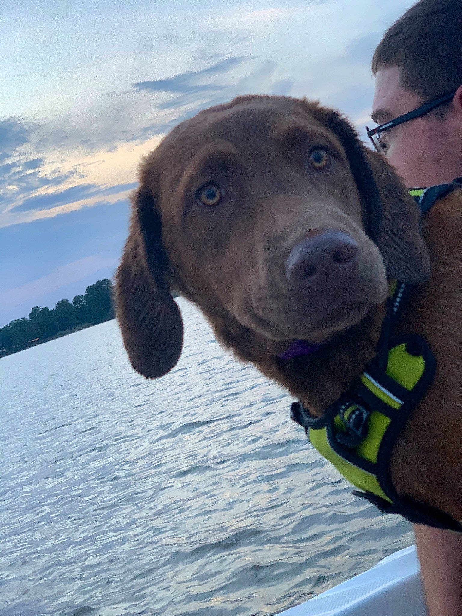 Tilly joined the competition — help win amazing prizes! canidae, carnivore, cloud, collar, companion_dog, dog, dog_breed, dog_collar, glasses, gun_dog, lake, liver, personal_protective_equipment, pointing_breed, retriever, sky, snout, sporting_group, water, working_animal