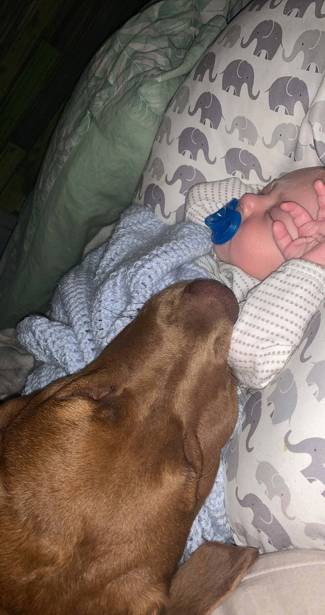 Tilly joined the competition — help win amazing prizes! baby, bedding, carnivore, comfort, companion_dog, couch, dog, dog_breed, fawn, human_leg, leg, linens, liver, mammal, nap, textile, thigh, trunk, vertebrate, working_animal