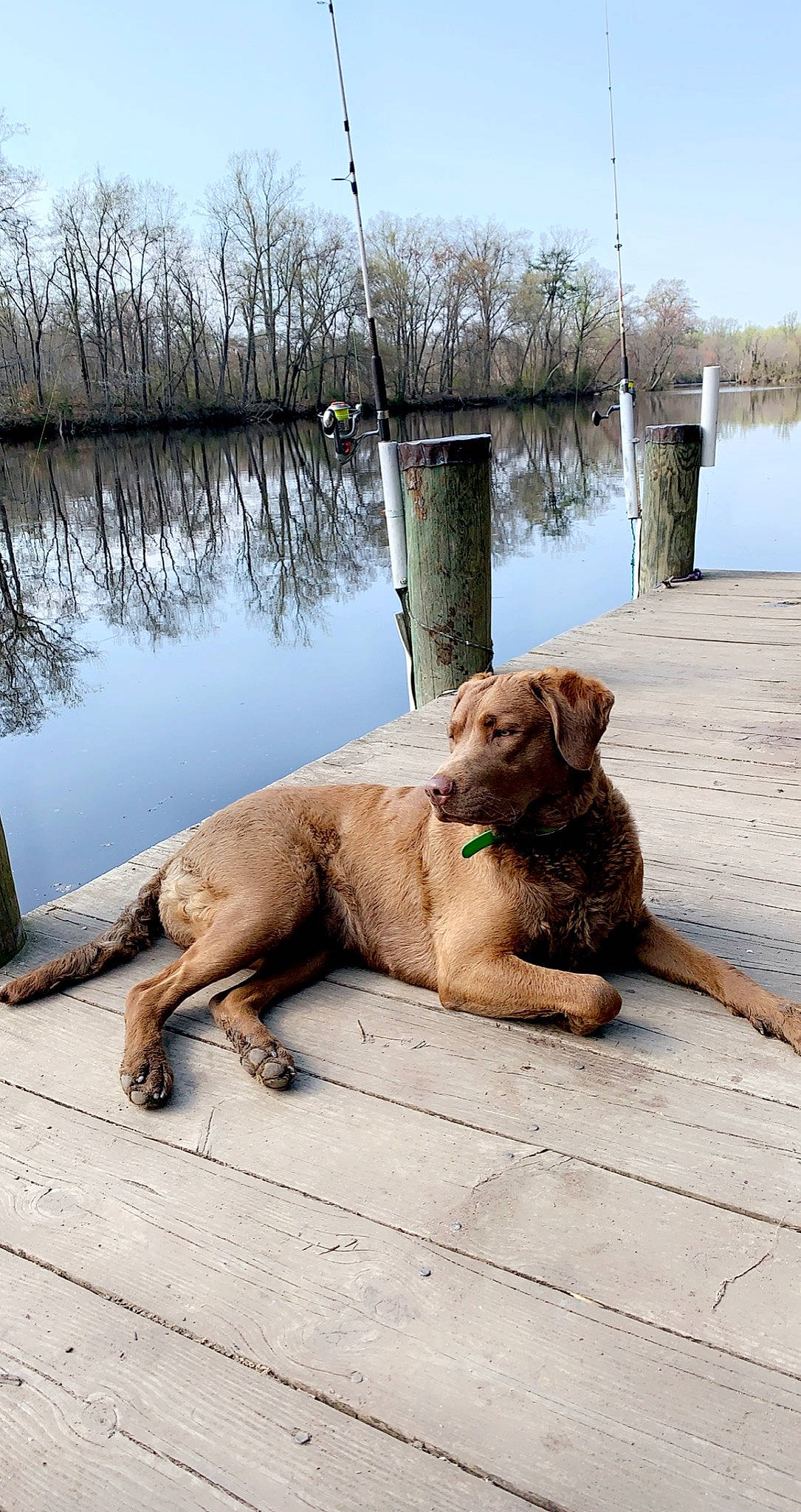 Tilly is registered to the contest to win money with this photo: bank, canidae, carnivore, companion_dog, dog, dog_breed, fawn, felidae, gun_dog, lake, liver, plant, sky, snout, tail, terrestrial_animal, tree, water, wood, working_animal