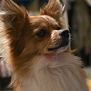 Tank joined the competition — help win amazing prizes! attentive, blurred_background, brown_fur, close_up, companion, dog, domestic_animal, ear, eye, fluffy, fur, indoor, looking_away, nose, pet, portrait, shallow_depth_of_field, small_breed, whiskers, white_fur