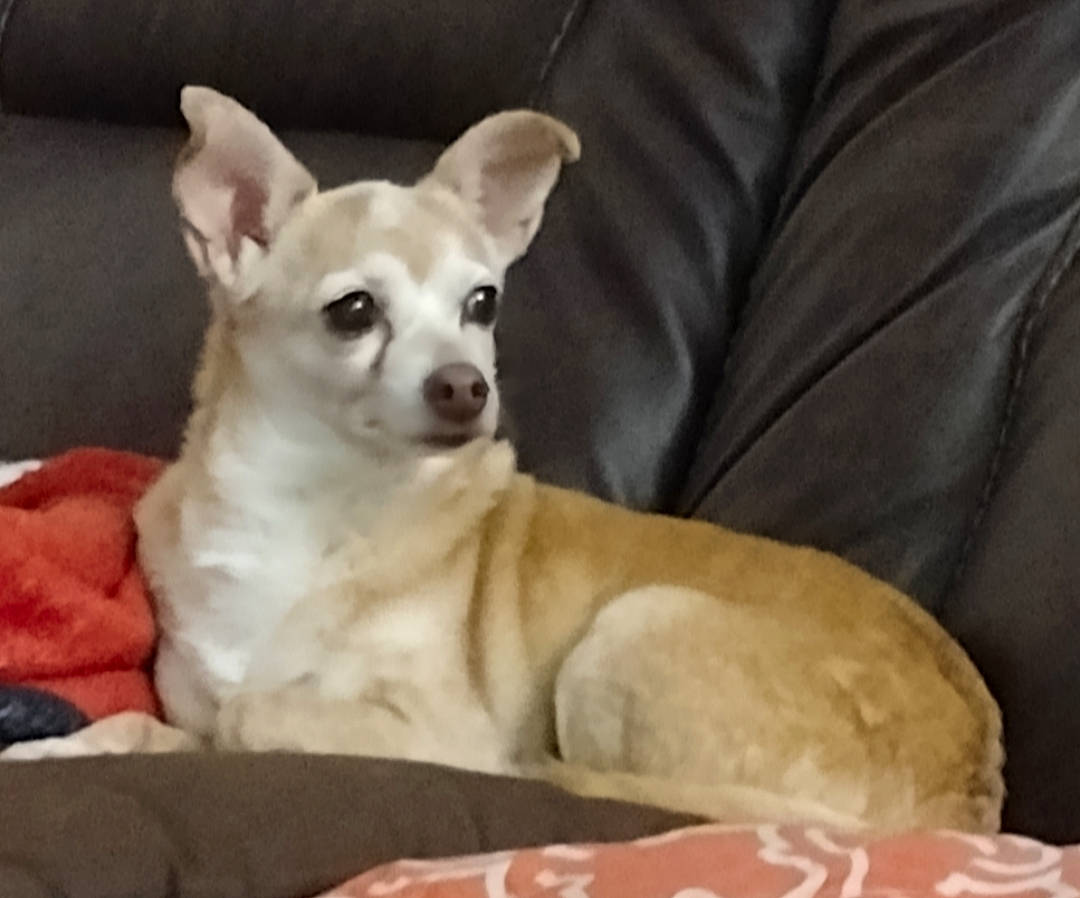 Chi Chi is registered to the contest to win money with this photo: ancient_dog_breeds, bored, carnivore, comfort, companion_dog, corgi_chihuahua, dog, dog_breed, dog_supply, fawn, fur, non_sporting_group, paw, snout, terrestrial_animal, toy_dog, whiskers, working_animal