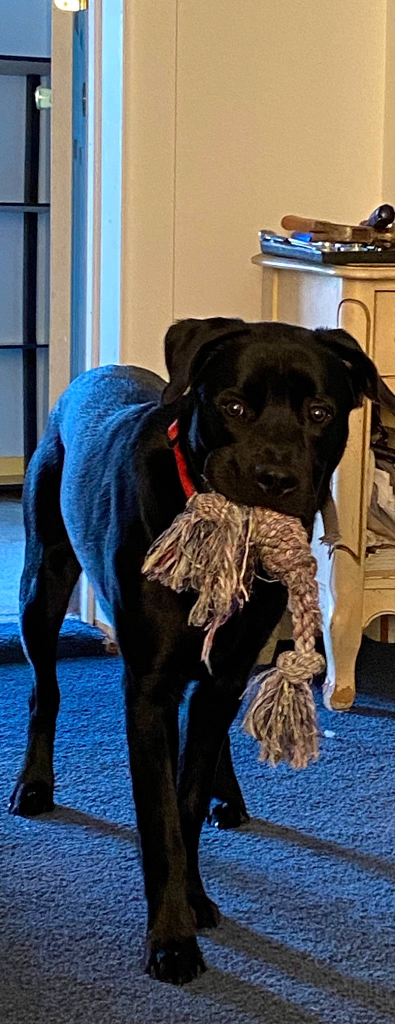 Huckleberry joined the competition — help win amazing prizes! borador, canidae, carnivore, collar, companion_dog, dog, dog_breed, dog_collar, electric_blue, fawn, fur, guard_dog, gun_dog, home_appliance, kitchen_appliance, liver, snout, sporting_group, working_animal, working_dog