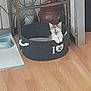 kitten, cat, pet_bed, indoor, floor, wooden_floor, yawning, pet_bowl, animal, feline, cozy, domestic, home, happy, resting, cute, small_animal, playful, living_room, paw_print