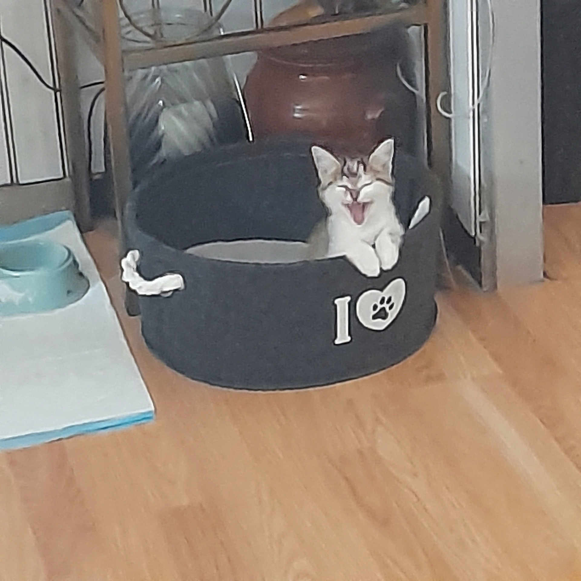 Eveen participe au concours pour gagner de l'argent avec cette photo : animal, cat, cozy, cute, domestic, feline, floor, happy, home, indoor, kitten, living_room, paw_print, pet_bed, pet_bowl, playful, resting, small_animal, wooden_floor, yawning