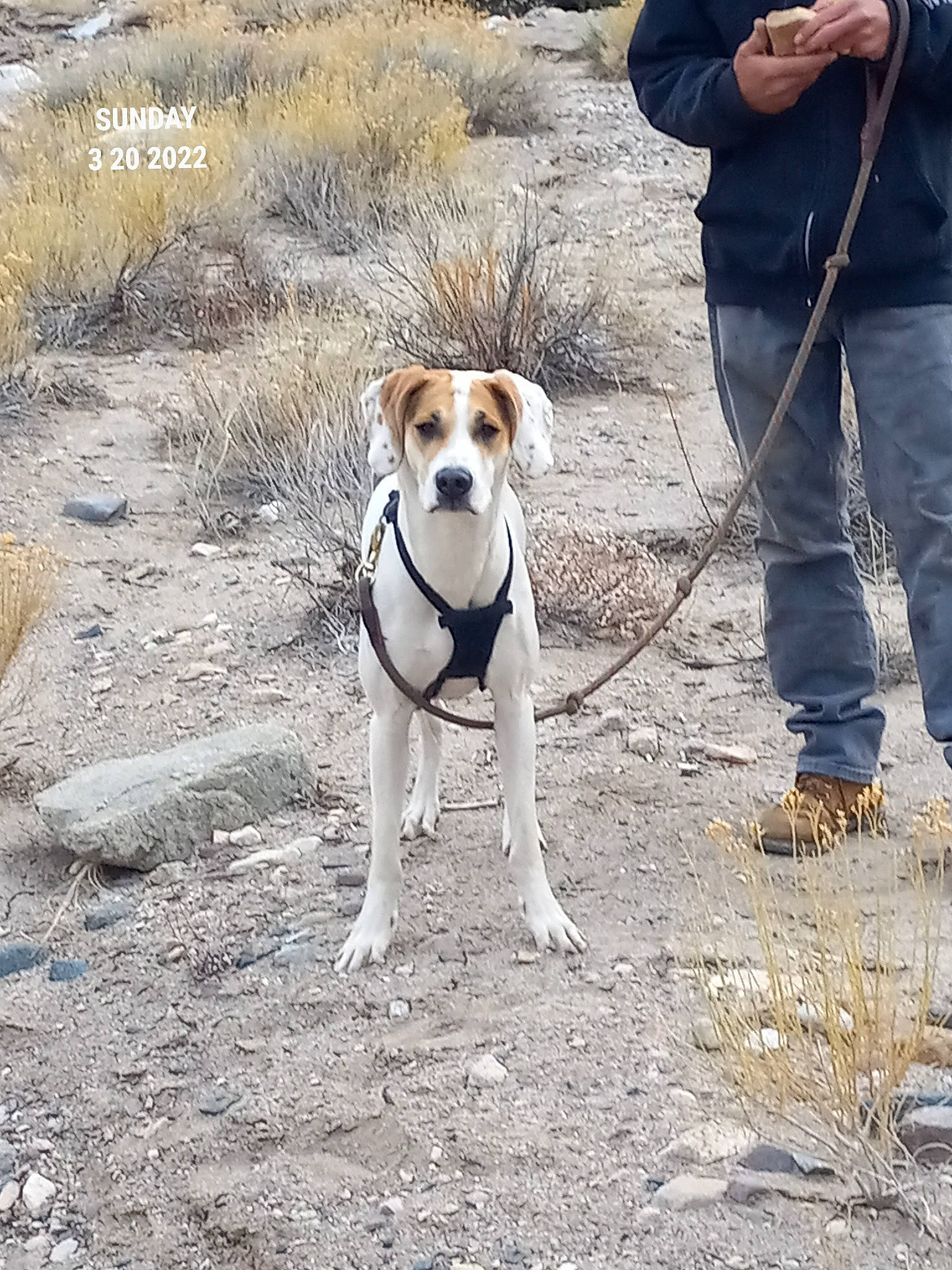 Penelope joined the competition — help win amazing prizes! adventure, canidae, carnivore, collar, companion_dog, dog, dog_breed, dog_collar, dog_supply, dog_walking, fawn, leash, pet_supply, plant, snout, soil, sporting_group, tail, walking, working_animal