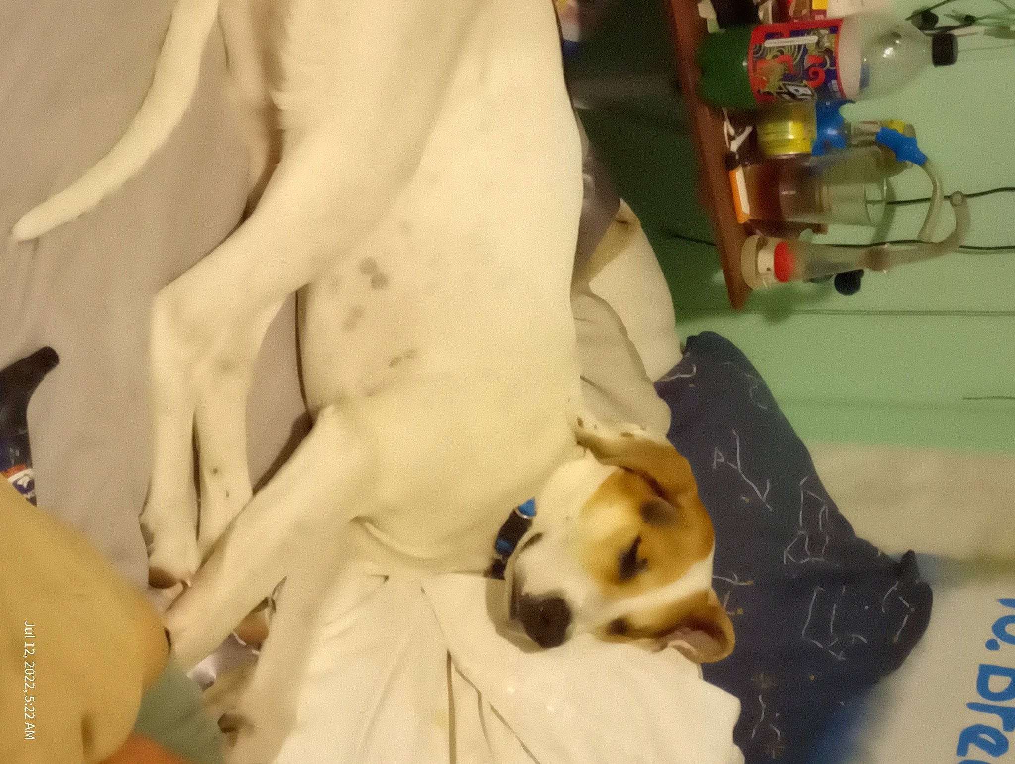 Penelope is registered to the contest to win money with this photo: canidae, carnivore, chest, comfort, companion_dog, dog, dog_breed, fawn, foot, fur, human_leg, non_sporting_group, paw, sporting_group, toy_dog, working_animal, wrist