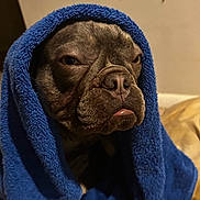 Saint is registered to the contest to win money with this photo: dog, towel, blue_towel, wrapped, indoor, pet, animal, face, expression, snout, fur, cozy, blanket, closeup, portrait, muzzle, tongue, brown, cute, resting