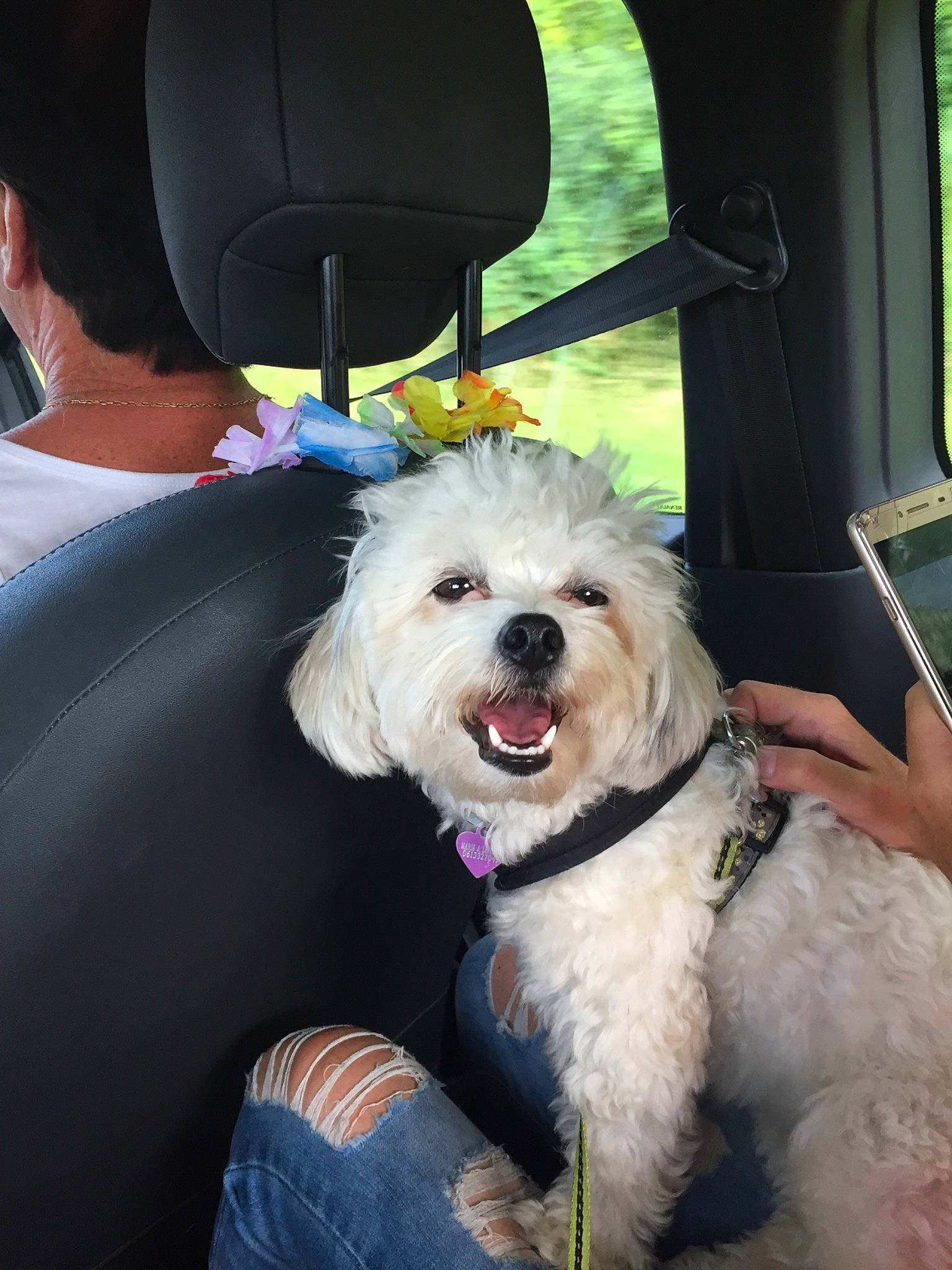 Fleur participe au concours pour gagner de l'argent avec cette photo : carnivore, chair, collar, companion_dog, corgi_chihuahua, dog, dog_breed, dog_collar, eyewear, fang, fashion_accessory, fur, labradoodle, poodle, puppy, small_terrier, sunglasses, terrier, toy_dog, wheel