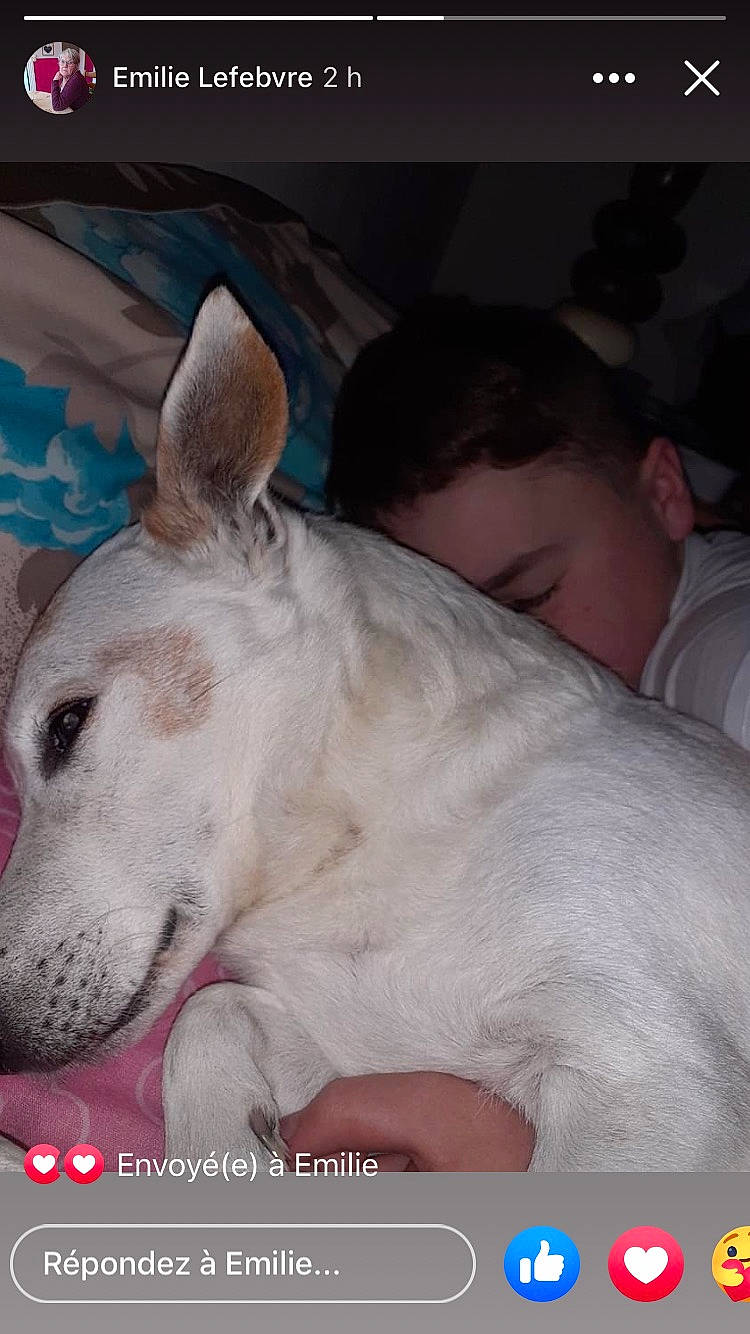 Jaco participe au concours pour gagner de l'argent avec cette photo : canidae, carnivore, collar, comfort, companion_dog, dog, dog_breed, dog_collar, ear, fawn, fur, giant_dog_breed, happy, non_sporting_group, paw, photo_caption, sporting_group, terrestrial_animal, whiskers, working_animal