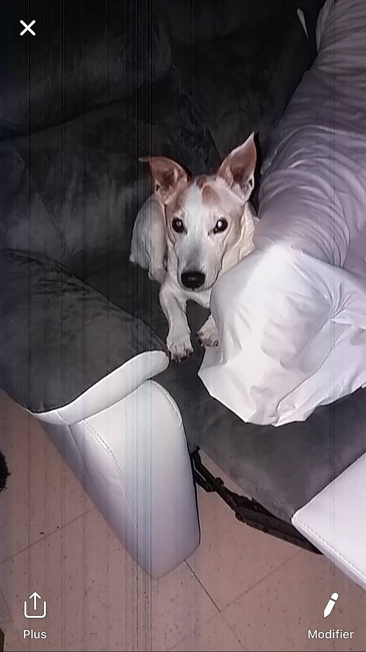 Jaco participe au concours pour gagner de l'argent avec cette photo : art, canidae, carnivore, comfort, companion_dog, dog, dog_breed, dog_collar, dog_supply, fawn, grey, paw, sculpture, sitting, sporting_group, tail, terrestrial_animal, toy_dog, wing, working_animal