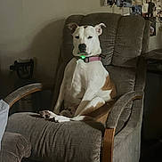 Girl joined the competition — help win amazing prizes! dog, armchair, indoor, seated, brown, white, collar, furniture, photo_wall, pet, canine, relaxed, expressionless, quiet, home, cozy, domestic, animal, portrait, resting