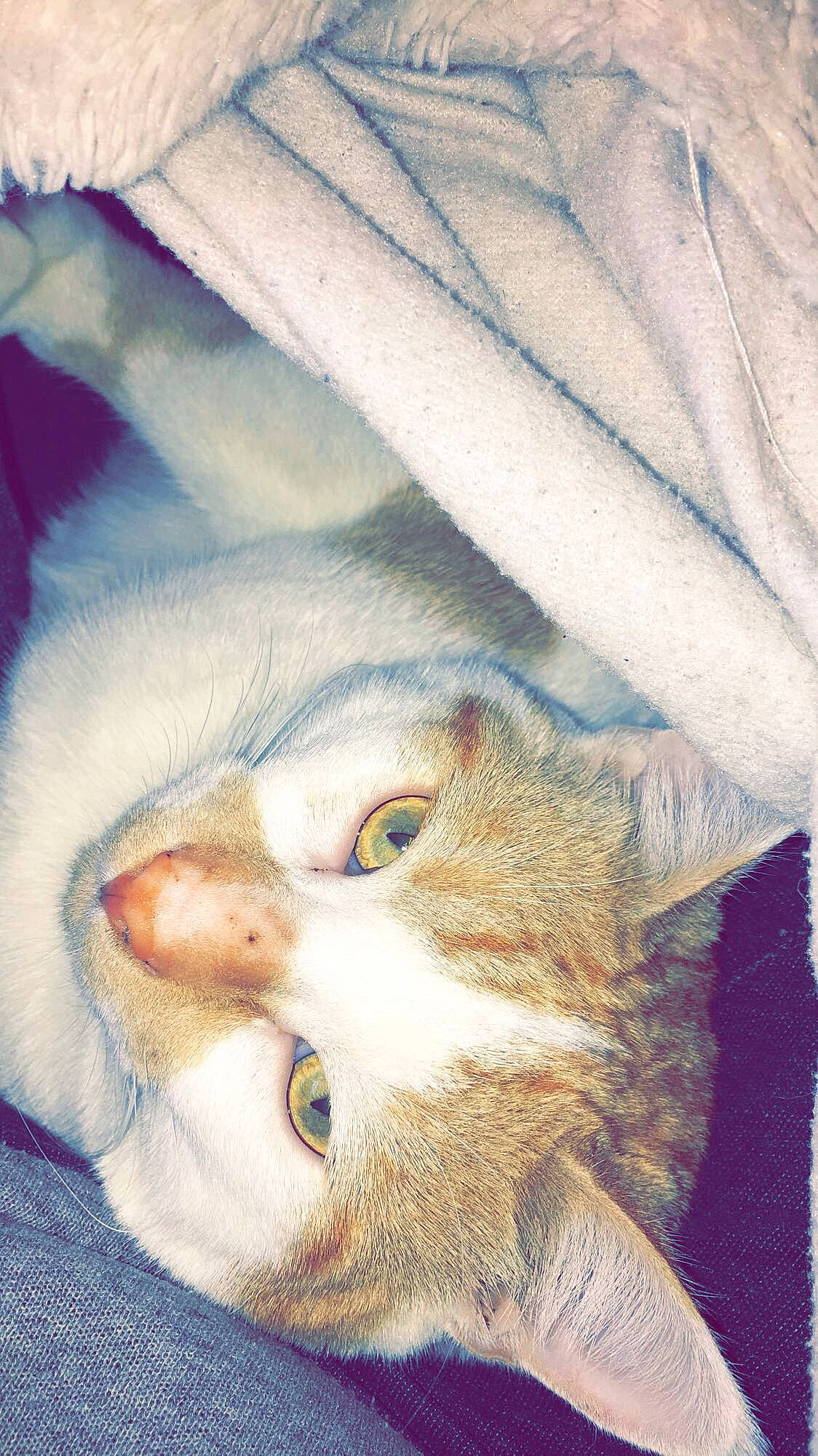 Menphis participe au concours pour gagner de l'argent avec cette photo : carnivore, cat, european_shorthair, felidae, kitten, small_to_medium_sized_cats, whiskers