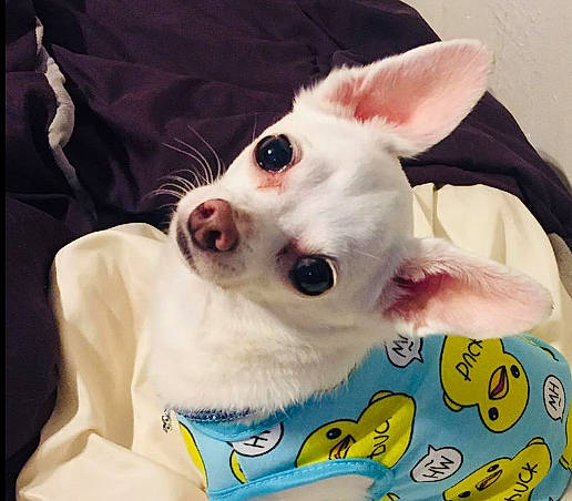 Ted is registered to the contest to win money with this photo: canidae, carnivore, chihuahua, companion_dog, dog, dog_breed, ear, french_bulldog, head, mammal, non_sporting_group, puppy, rare_breed_dog, snout, toy_dog, vertebrate, whiskers