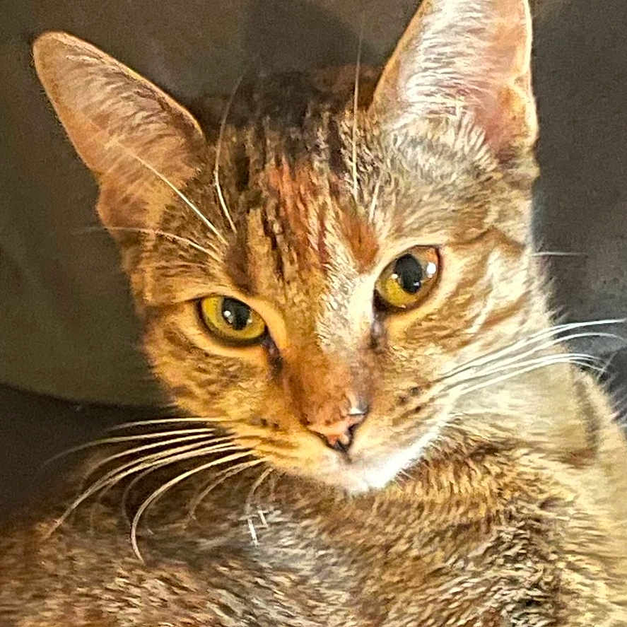 Rosie is registered to the contest to win money with this photo: abyssinian, angora, animal, cat, kitten, manx, pet