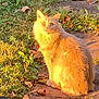 cat, orange_cat, fluffy, sitting, sidewalk, grass, leaves, autumn, outdoor, sunlight, golden_hour, nature, pet, feline, animal, curious, fur, daylight, closeup, portrait
