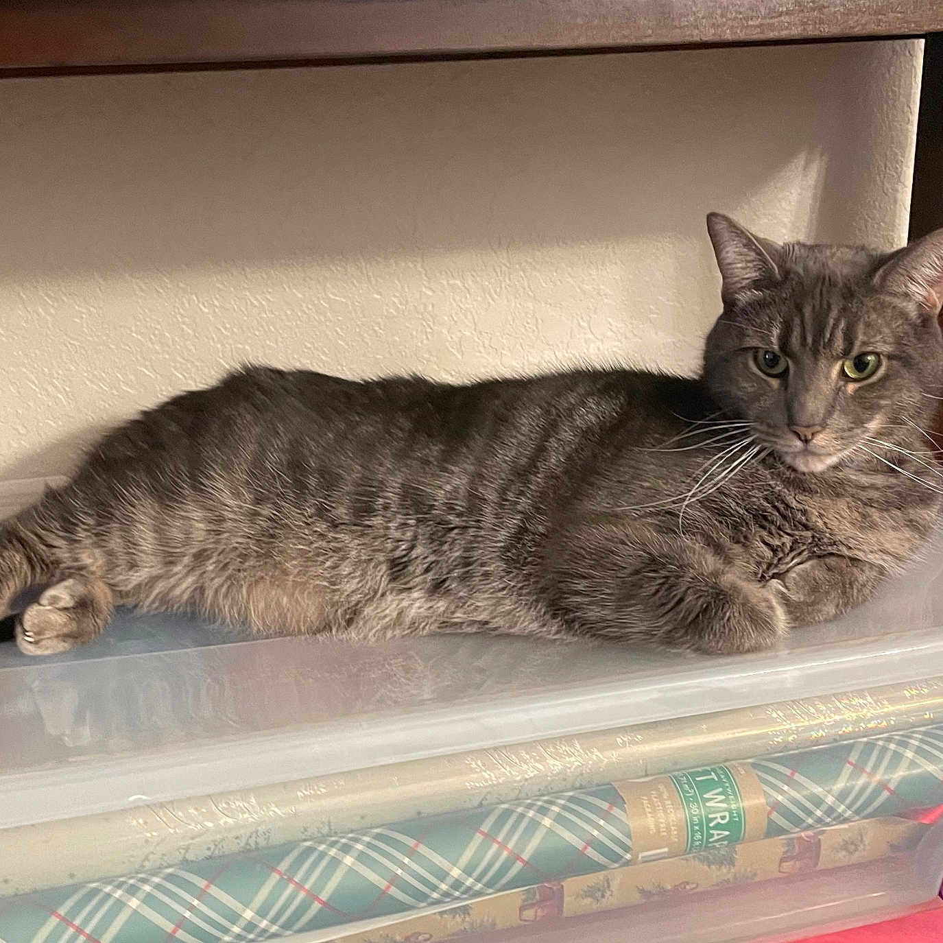 Ozzy is registered to the contest to win money with this photo: abyssinian, animal, box, cat, closet, cupboard, drawer, furniture, hardwood, indoors, kitten, machine, manx, person, pet, shelf, sleeping, stainedwood, wheel, wood