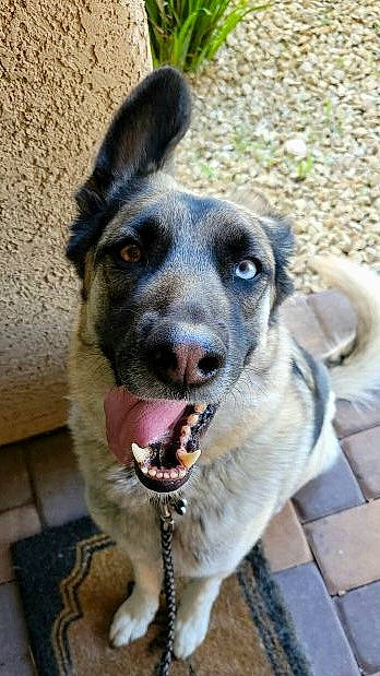 Thor joined the competition — help win amazing prizes! canidae, carnivore, collar, companion_dog, dog, dog_breed, dog_collar, door, ear, fang, fawn, fur, leash, paw, plant, snout, street_dog, whiskers, window, working_animal