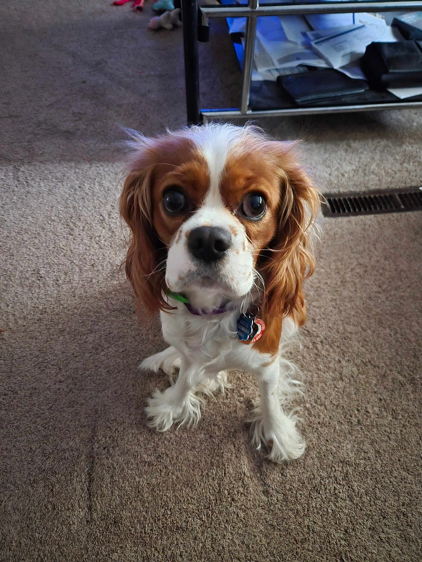 Samantha joined the competition — help win amazing prizes! dog, cavalier_king_charles_spaniel, carpet, indoor, pet, brown_and_white, curious, sitting, fluffy_paws, collar, tags, table, papers, furniture, floor, closeup, domestic_animal, companion, cute, animal
