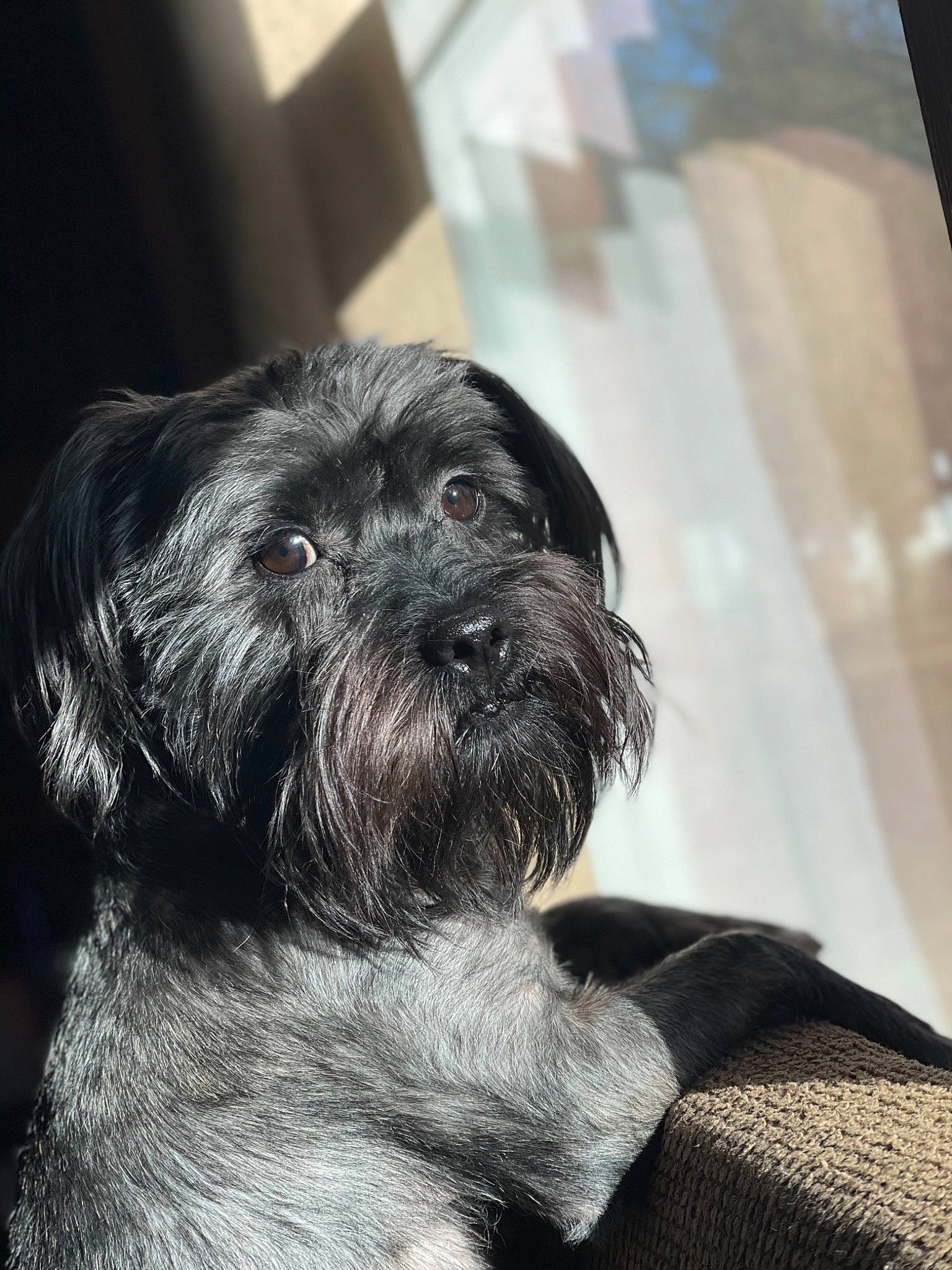 Lewis is registered to the contest to win money with this photo: canidae, carnivore, companion_dog, dog, dog_breed, fur, liver, maltepoo, monochrome_photography, non_sporting_group, shih_tzu, small_terrier, snout, sporting_group, terrestrial_animal, terrier, toy_dog, working_animal, wrinkle