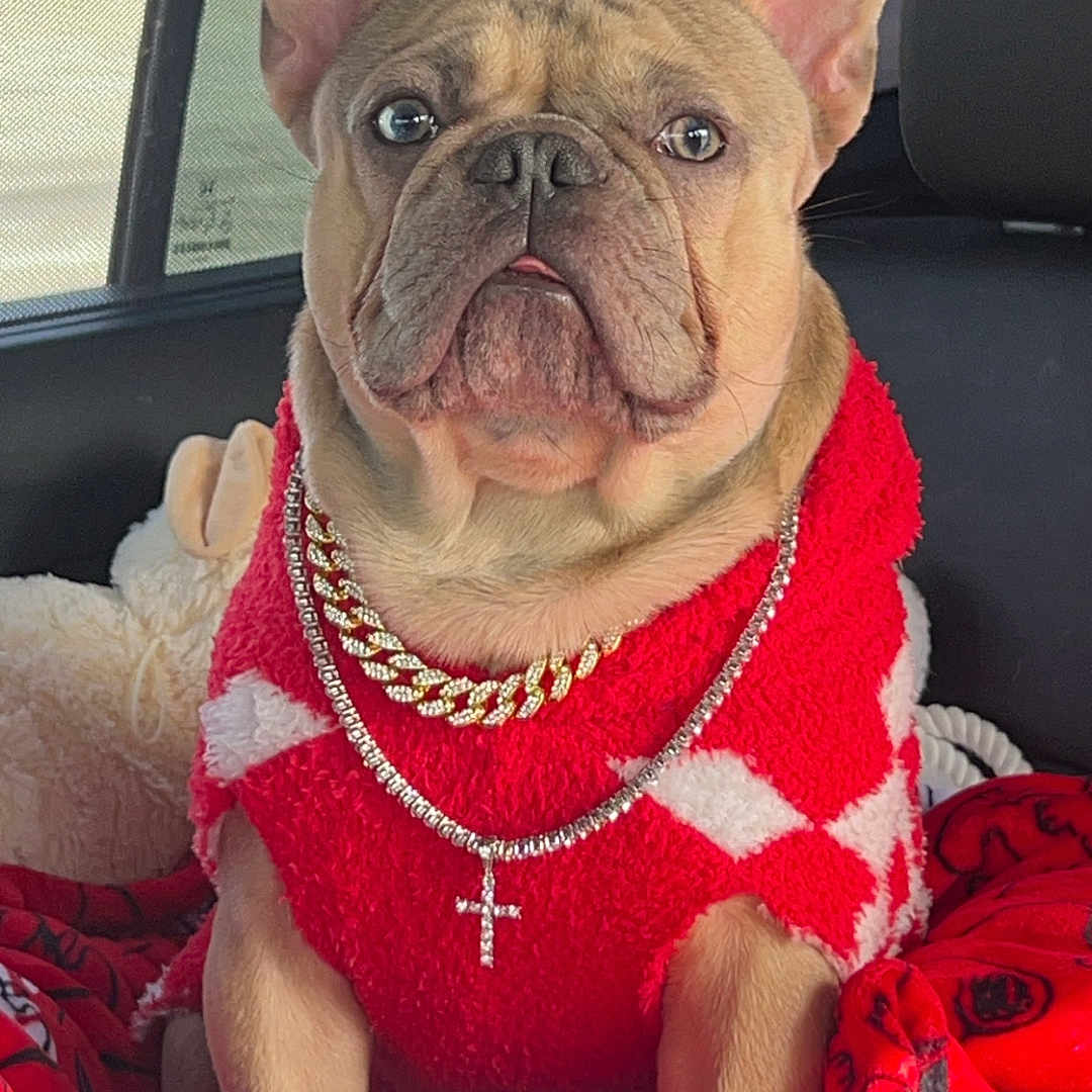 Benny joined the competition — help win amazing prizes! accessories, animal, boxer, bulldog, canine, cushion, dog, face, frenchbulldog, head, homedecor, jewelry, necklace, person, pet, photography, pitbull, portrait, puppy, whitedog